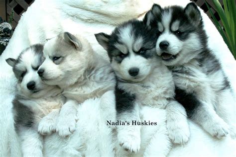 Nadias Siberian Husky Puppies For Sale Husky Puppies For Sale Husky