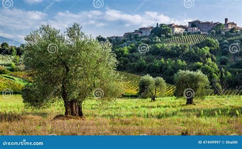 Vineyards And Olive Groves In Tuscany Stock Image Image Of Grape