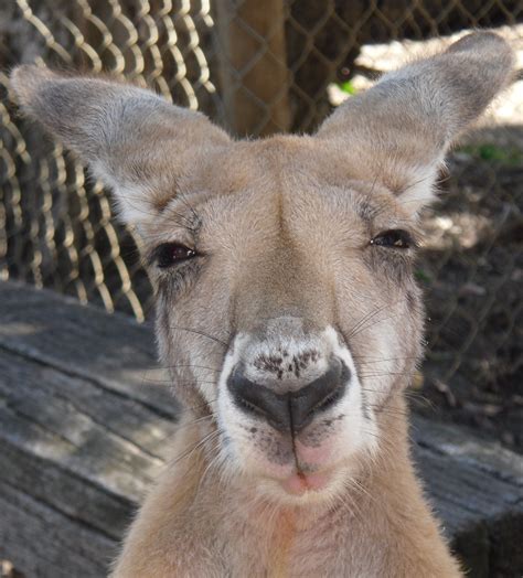 Kostenlose Foto Natur Tierwelt Zoo Säugetier Fauna Känguru