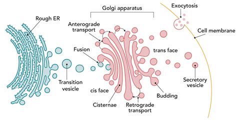 Cell Organelles And Their Functions Rs Science