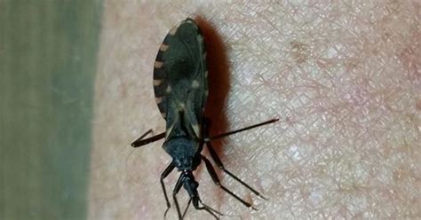 Kissing Bug An Insect Lovers Parasite