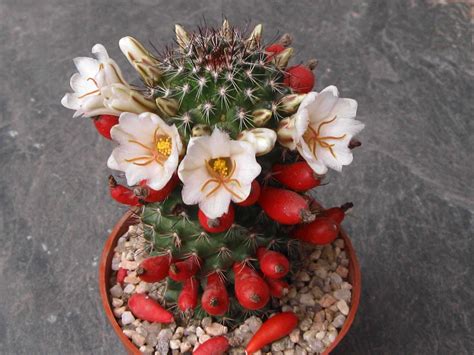 Al igual que sucede con diversas familias de la flora mexicana, las cactáceas en el caso de los cactus, esto es muy grave, pues se sospecha que su potencial económico, aún poco estudiado, es inmenso. Mammillaria louisiae | Cactus y suculentas, Suculentas ...