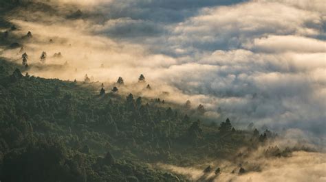 Download Forest Clouds Aerial View Nature 2560x1440 Wallpaper Dual