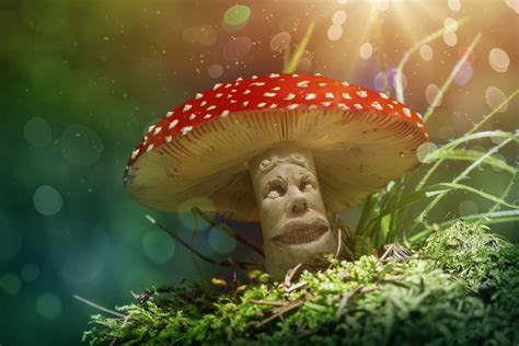myths and misconceptions about magic mushrooms in canada kiwi fire care