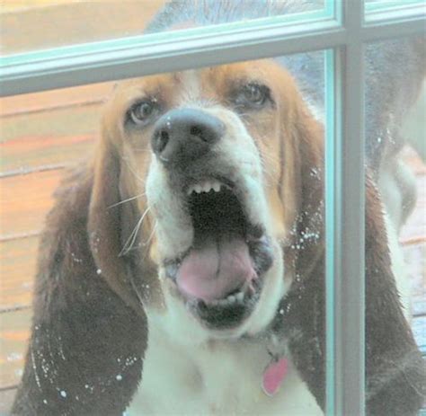 Dogs Smushing Their Faces Against Windows Funny Dogs Funny Animals Dogs