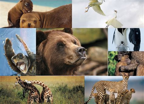 El cuidado del medio ambiente.: Pérdida de especies animales y vegetales