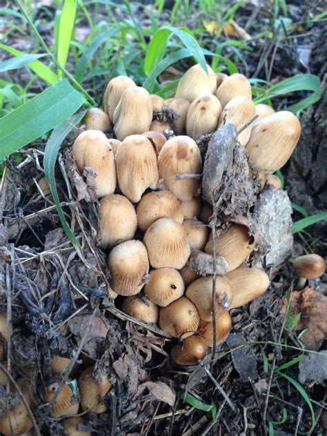 Help Identify Is It Magic Mushrooms Mushroom Hunting