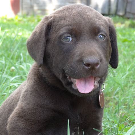 Fourteen years later, the american kennel club did the same in 1917. Black & Chocolate Lab Puppies For Sale!