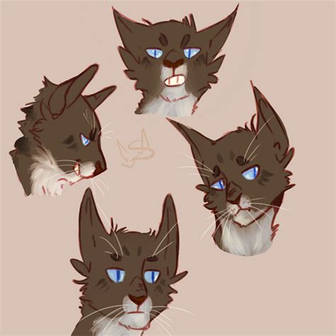 Hawkfrost Expressions By Shimmerspirit On Deviantart