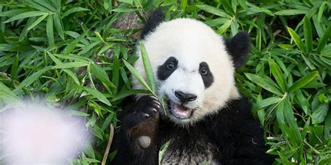 Giant Panda Status Upgraded From Endangered To Vulnerable