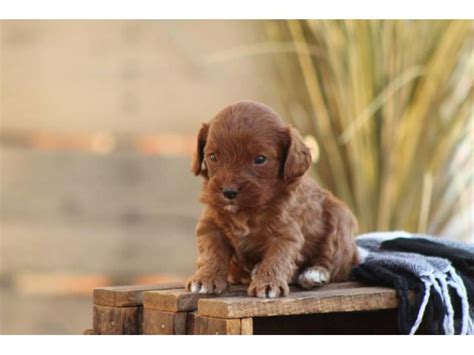 Selection day will be february 7. Beautiful Cavapoo puppy available in Lancaster ...