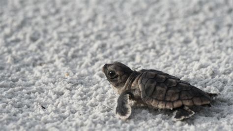 Baby Turtle Wallpapers Wallpaper Cave