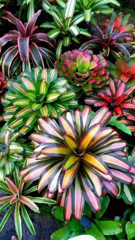 Pin by Deb Green on Beautiful ~ Plants | Succulent landscaping front