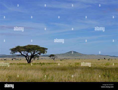 Las Extensas Llanuras Abiertas Del Parque Nacional Del Serengeti
