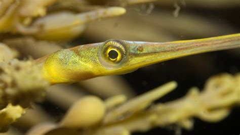 Pipefish Great Southern Reef