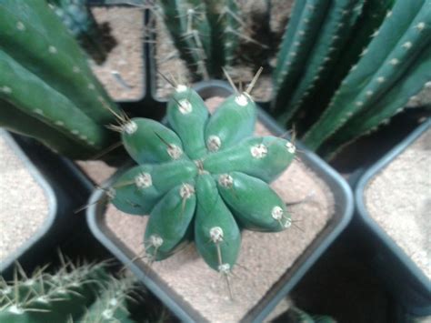 Chavin de huantar clone..........pachanoi???? - Cactus ...