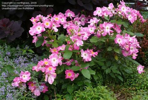 Plantfiles Pictures Floribunda Rose Nearly Wild Rosa By Northgrass