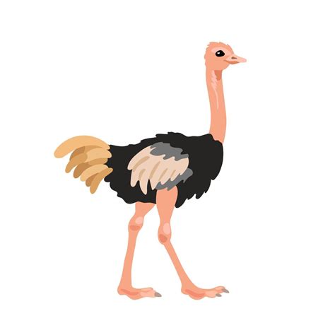 Ostrich In Flat Style Isolated On White Background Cartoon Ostrich