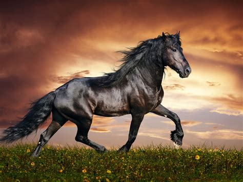 arabian black horse widescreen images high resolution desktop wallpapers hd wallpaperscom