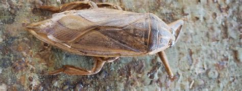 Giant Water Bug Facts Insects In Education