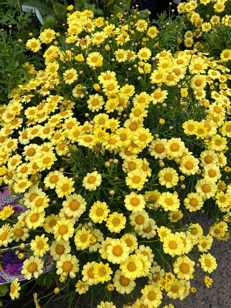 Argyranthemum Yellow Marguerite Daisy 8 Pot Hello Hello Plants