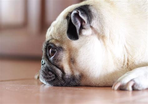 Fourteen Fun Facts About Pugs You Need To Know Vivamune Health In 2020 Pug Facts Pugs Cute