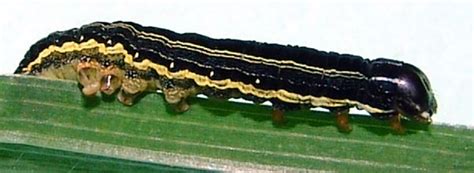 Spodoptera Exempta Black Armyworm Plantwiseplus Knowledge Bank