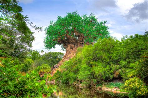 Disneys Animal Kingdom Wallpapers Wallpaper Cave