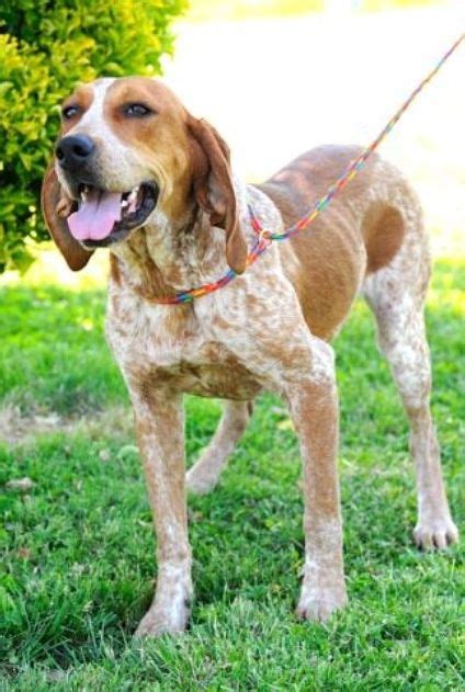 Red Tick Coonhound Redtick Coonhound F Named Maddie In Johnson City