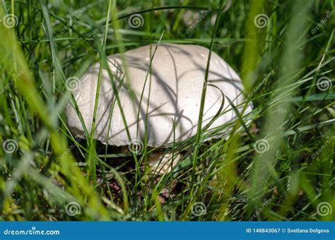 Big White Mushroom In The Grass Closeup Stock Image Image Of Agaric