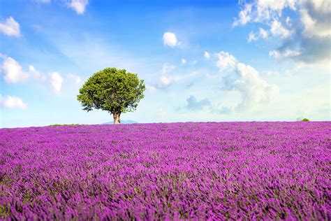 Lavender Field And Lonely Tree Provence France Photograph By Stefano