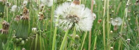 Address, phone number, toxic vr review: Albany Weed Control - Residential Weed Control