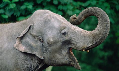 Zoology Notes 009 Elephants Use Trunks Like Leaf Blowers Science