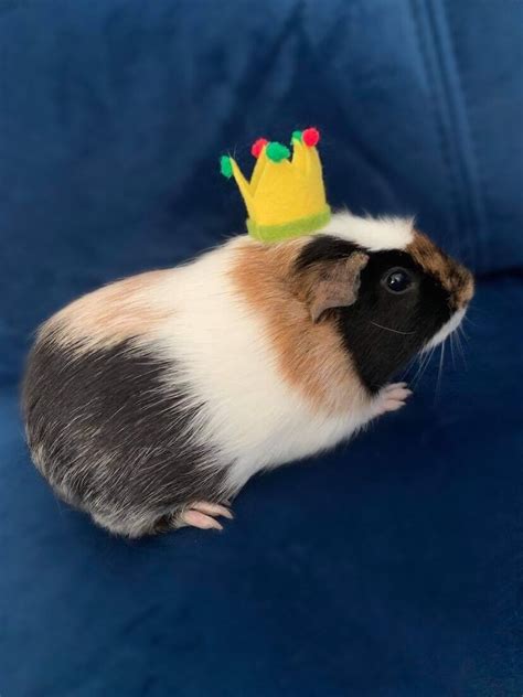 Guinea Pig Crown Hat Etsy