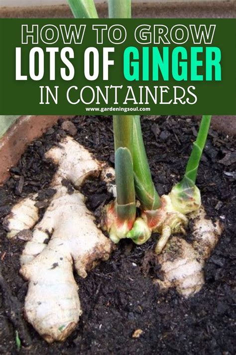 How To Grow Lots Of Ginger In Containers Food Garden Container