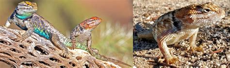 8 Types Of Spiny Lizards Found In Arizona Id Guide Bird Watching Hq