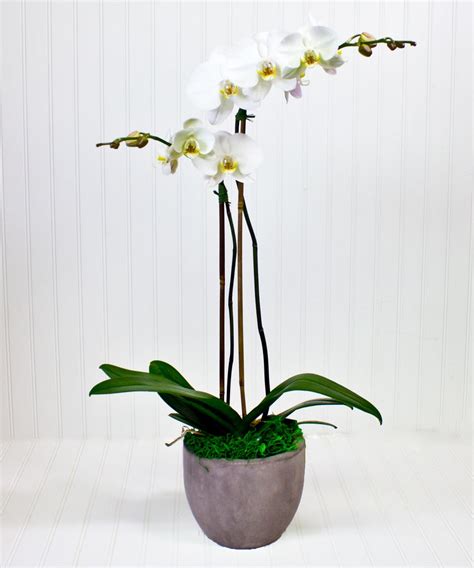 Phalaenopsis Orchid Plant Yonkers And White Plains Ny Same Day Plant Delivery Blossom Flower