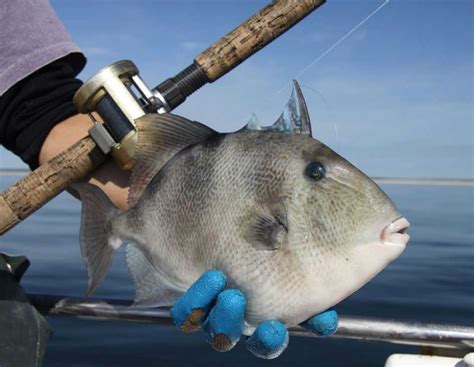 Triggerfish Coastal Angler And The Angler Magazine