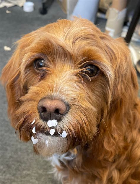 Sue Foster Interiors, Emsworth - Home