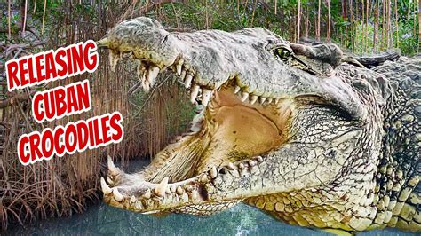 Releasing Critically Endangered Cuban Crocodiles‼️ Youtube