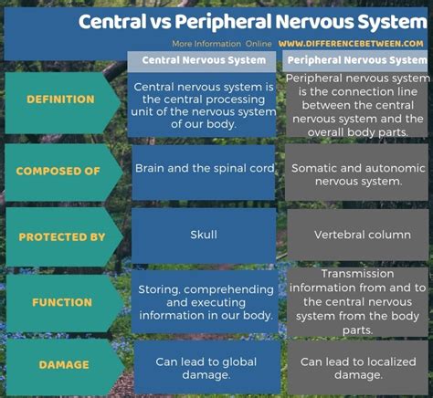 Difference Between Central And Peripheral Nervous System Compare The