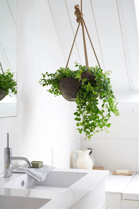 Beautiful Bathroom Indoor Plants For Fresh And Amazing