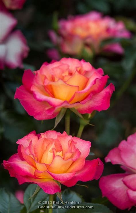 Rainbow Sorbet Roses © 2013 Patty Hankins Beautiful Rose Photos Good