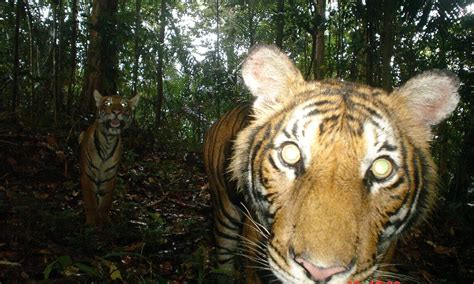 Malaysias Tigers On The Brink Of Extinction Stories Wwf