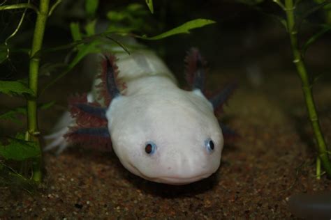 Axolotl is a neotenic salamander, which are often termed as mexican salamander or water monster. What You Need to Know about Axolotl Freshwater Pets