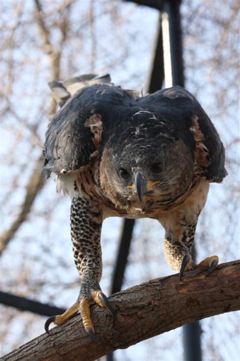 Eagles are typically much larger than various crow species, and they are known for large wingspans with distinct fingers (the primary feathers) and soaring behavior. Everything You Wanted to Know About the African Crowned ...