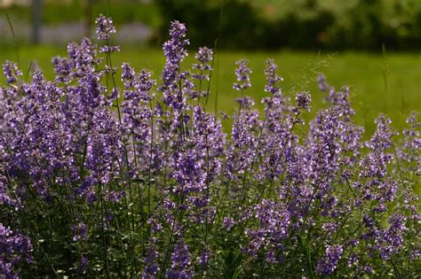 Catmint Vs Russian Sage Whats The Difference Az Animals