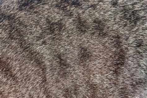 Background Texture Striped Cat Fur Stock Image Image Of Fleece