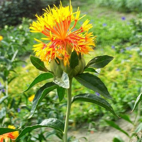 Safflower Seeds Carthamus Tinctorius Plants Safflower Annual Plants