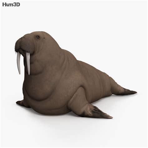 Manufacturers of period & theatrical footwear. Walrus HD 3D model - Animals on Hum3D
